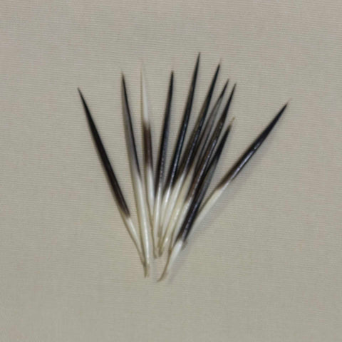 Porcupine Quills